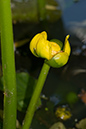 Nuphar_lutea_LP0142_01_Godstone