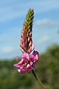 Onobrychis_viciifolia_LP0532_1_Kenley_Common