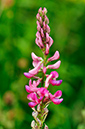 Onobrychis_vicifolia_LP0274_80_Riddlesdown