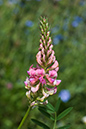 Onobrychis_vicifolia_LP0021_25_Coulsdon