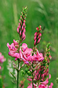 Onobrychis_vicifolia_LP0455_15_Kenley_Common