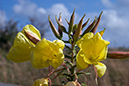 Oenothera_glazioviana_LP0058_32_Dawlish_Warren