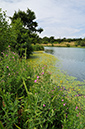 Nymphoides_peltata_LP0282_40_Merstham