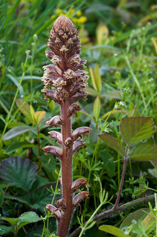 Orobanche_minor_LP0530_01_South_Croydon