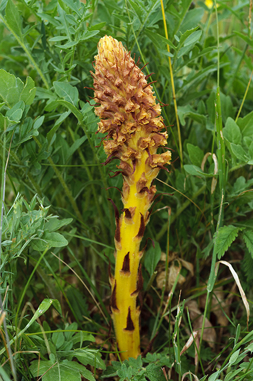 Orobanche_elatior_LP0579_02_Howell_Hill