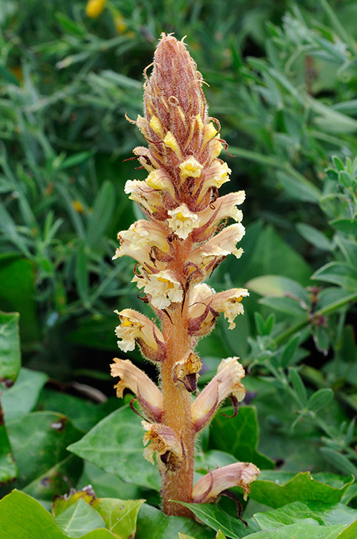 Orobanche_hederae_LP0320_67_Portland