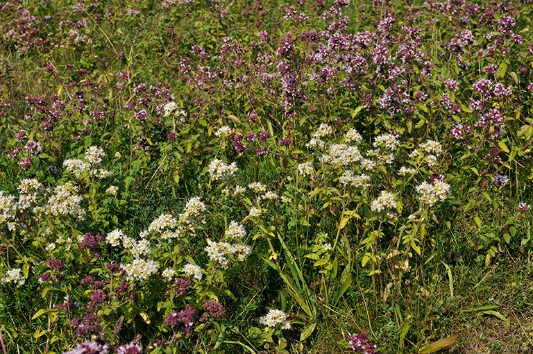 Origanum_vulgare_LP0285_22_Woldingham