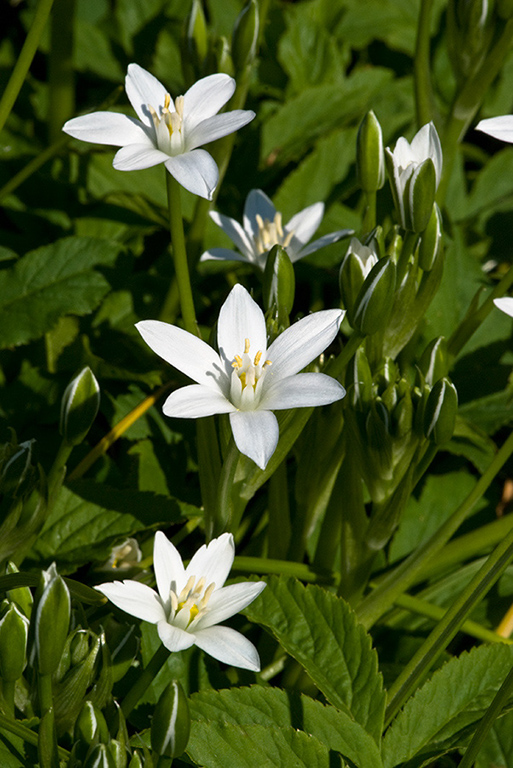 Ornithogalum_umbellatum_LP0122_42_Milford