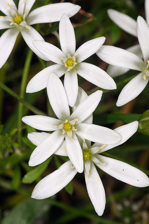 Ornithogalum_umbellatum_LP0360_80_Hampton_Court