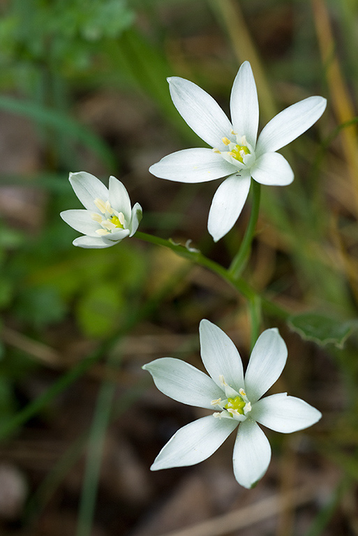 Ornithogalum_umbellatum_LP0048_25_Howell_Hill