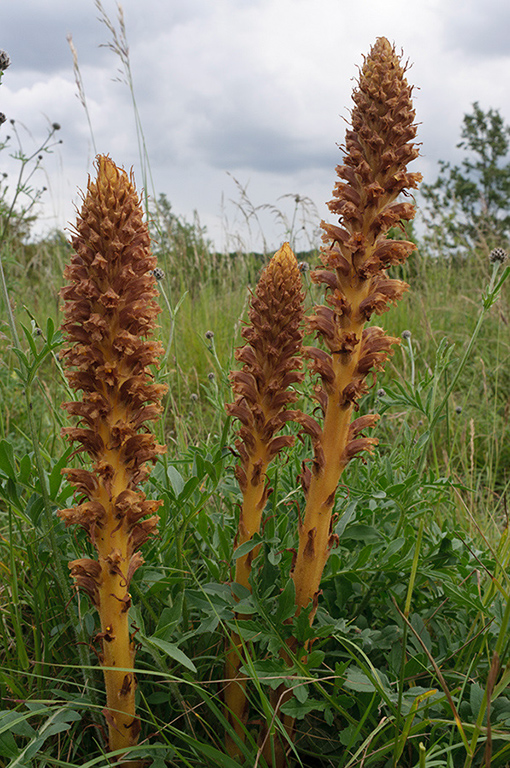 Orobanche_elatior_LP0583_05_Epsom_Downs