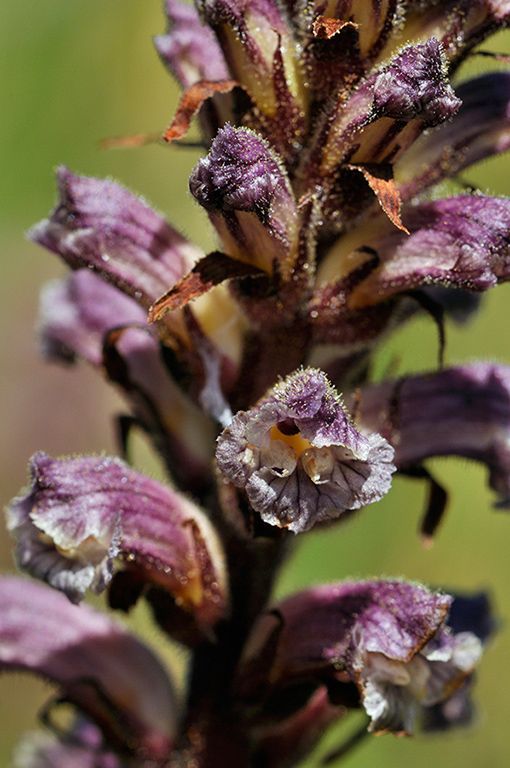 Orobanche_minor_LP0278_93_Wembury