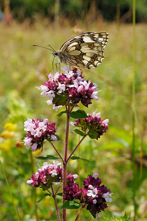 Origanum_vulgare_LP0372_68_Coulsdon