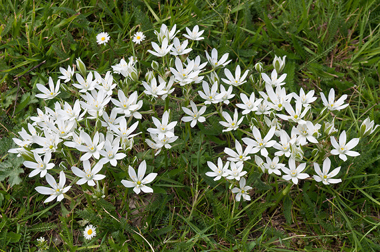 Ornithogalum_umbellatum_LP0520_14_Burgh_Heath