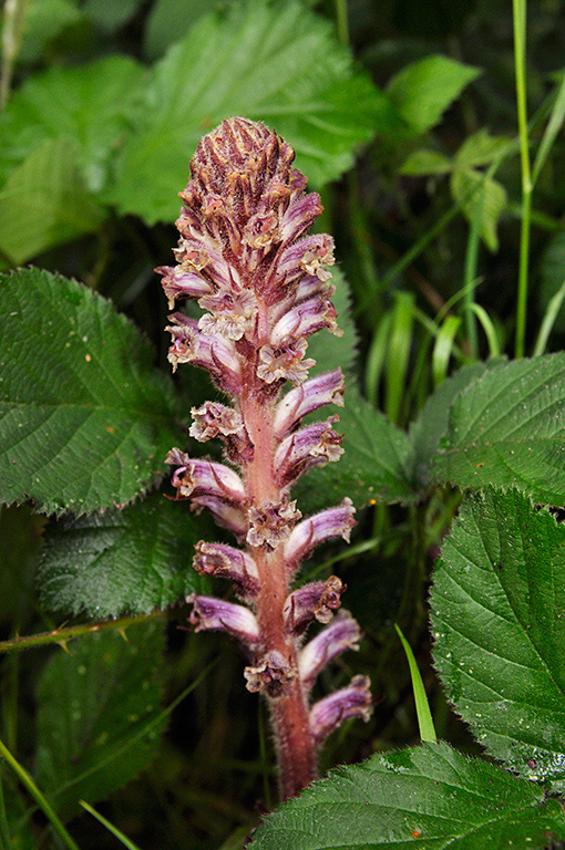 Orobanche_minor_LP0404_17_Esher