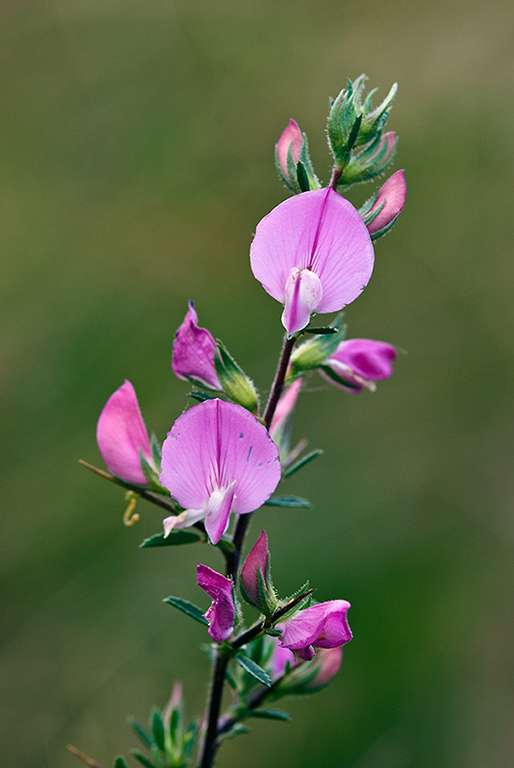 Ononis_spinosa_LP0157_13_Mitcham_Common