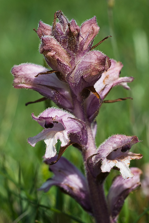 Orobanche_caryophyllacea_LP0008_18_Sandwich