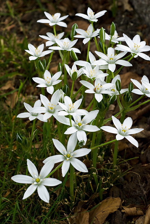 Ornithogalum_umbellatum_LP0201_10_Wallington