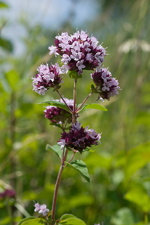 Origanum_vulgare_LP0064_02_Howell_Hill