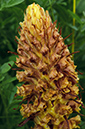 Orobanche_elatior_LP0579_04_Howell_Hill