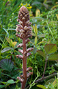 Orobanche_minor_LP0530_01_South_Croydon