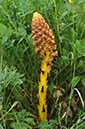 Orobanche_elatior_LP0579_02_Howell_Hill