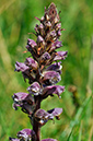 Orobanche_minor_LP0278_92_Wembury