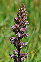 Orobanche_minor_LP0278_98_Wembury