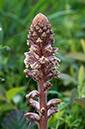 Orobanche_minor_LP0530_12_South_Croydon