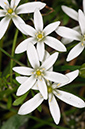 Ornithogalum_umbellatum_LP0360_80_Hampton_Court