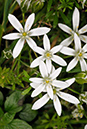 Ornithogalum_umbellatum_LP0360_85_Hampton_Court