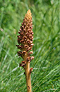 Orobanche_elatior_LP0455_03_Howell_Hill