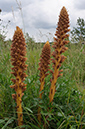 Orobanche_elatior_LP0583_05_Epsom_Downs