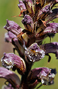 Orobanche_minor_LP0278_93_Wembury