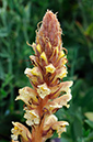 Orobanche_hederae_LP0320_71_Portland