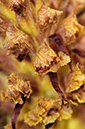 Orobanche_elatior_LP0579_09_Howell_Hill