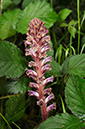 Orobanche_minor_LP0404_17_Esher