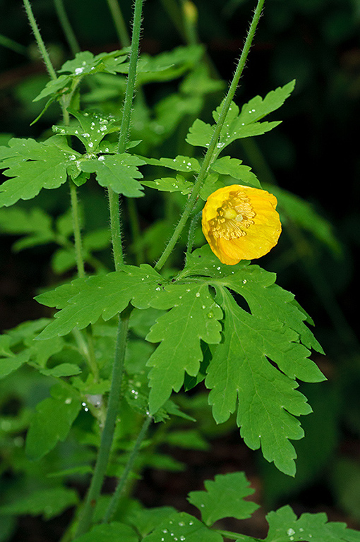 Papaver_cambricum_LP0624_02_Frylands_Wood