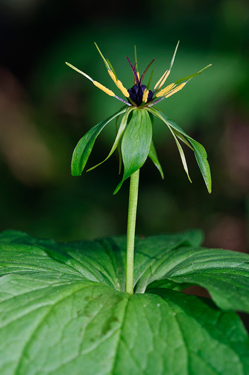 Paris_quadrifolia_LP0440_04_Selsdon