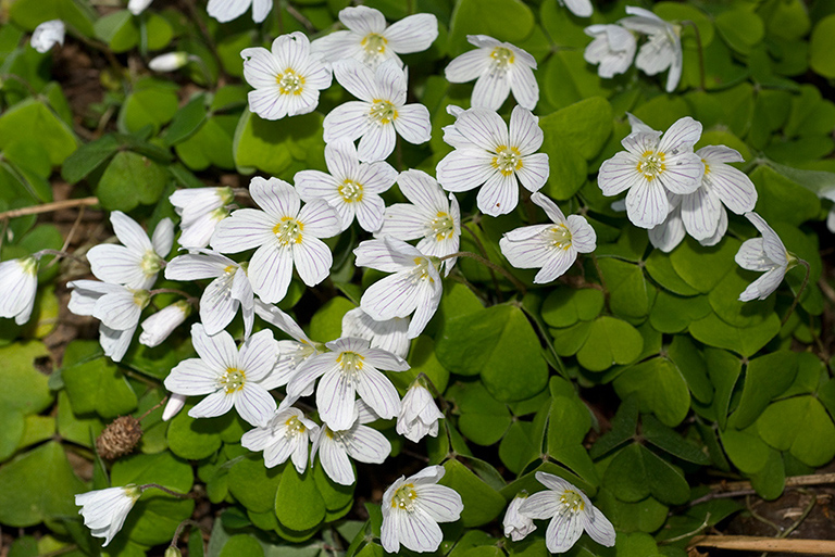 Oxalis_acetosella_LP0108_01_Headley_Heath