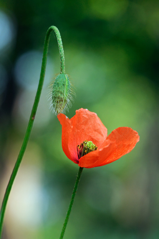 Papaver_dubium_LP0312_64_St_Martha