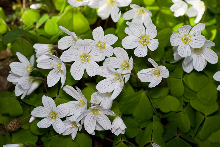 Oxalis_acetosella_LP0108_02_Headley_Heath