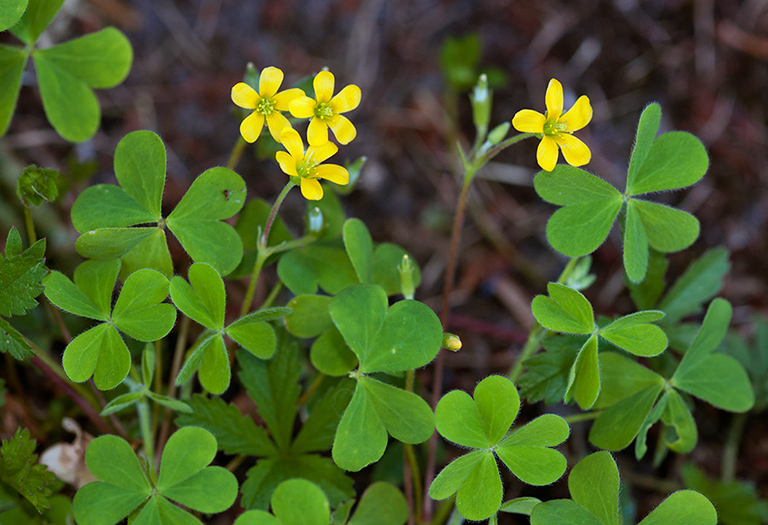 Oxalis_corniculata_LP0450_26_West_Molesey