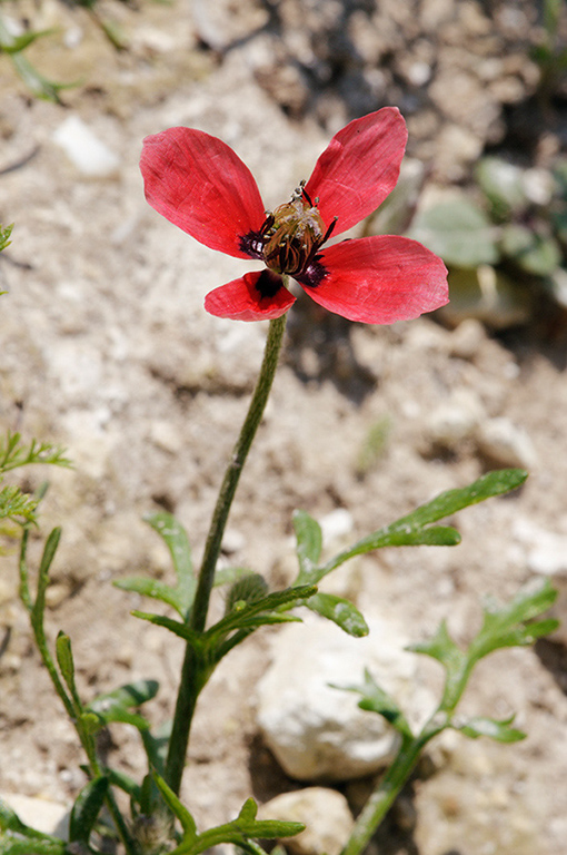 Papaver_hybridum_LP0323_70_Ranscombe_Farm