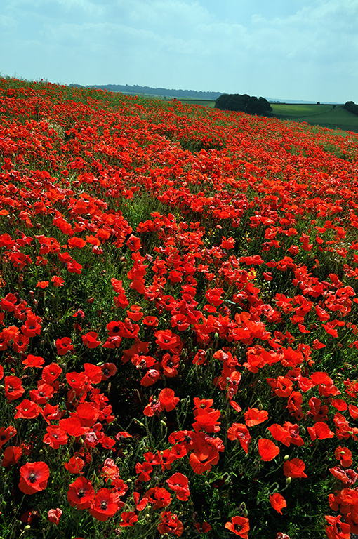 Papaver_rhoeas_LP0279_14_Chicklade