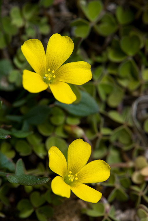 Oxalis_exilis_LP0122_03_Thursley