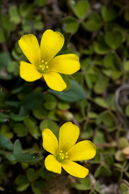 Oxalis_exilis_LP0122_03_Thursley