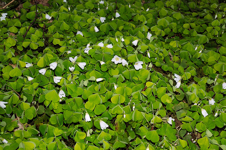 Oxalis_acetosella_LP0352_02_Glebe_Wood