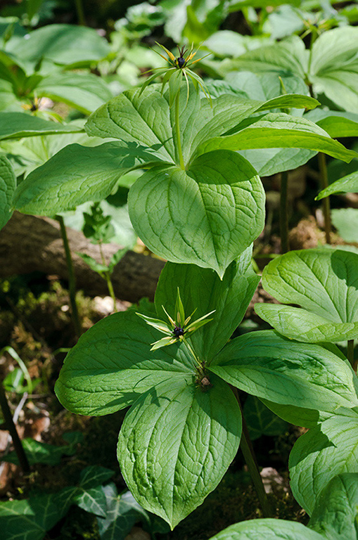 Paris_quadrifolia_LP0513_05_Selsdon