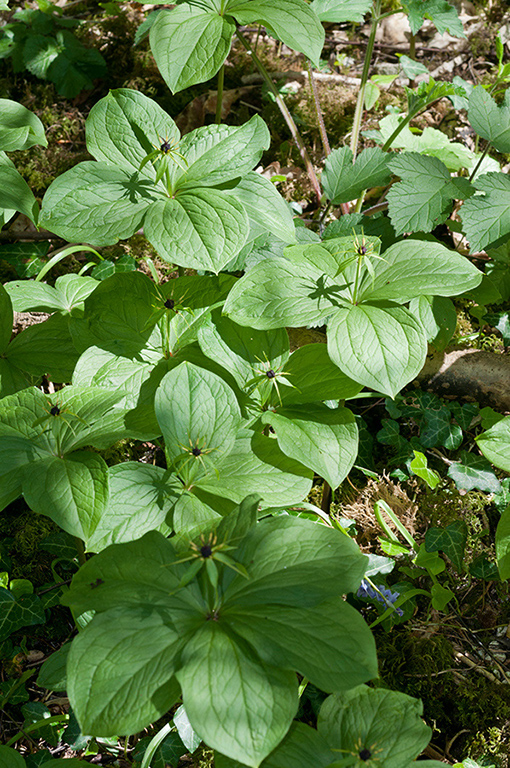 Paris_quadrifolia_LP0565_02_Selsdon_Wood